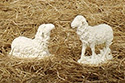 Figure Only-Sheep, 10" 2 Pc Set